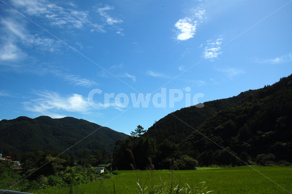 하늘,산,여름,논,풍경,나무,자연,풍경,nature,landscape,outdoors,옥외,field,들,grassland,목초지