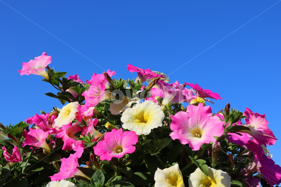 꽃,페튜니아,페튜니아꽃,식물,자연,페츄니아,분홍꽃,식물,자연,plants,nature,꽃,flower