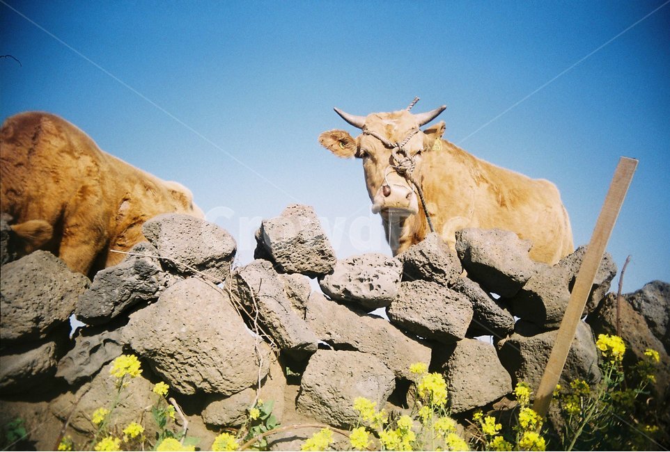소,황소,돌담,동물,필름카메라,cow,유채꽃,제주도,제주,jeju,animal,아이컨택,하늘,비네팅,유채,노란꽃,돌,풍경,가축,시골,우연,시골풍경,한국풍경,한국,korea,제주도,jeju,jeju island,동물,animal,포유류,mammal,산업,industry,industrial,목축업,목장,livestock farming,ranching,pasture,lion,사자,wildlife,야생 생물