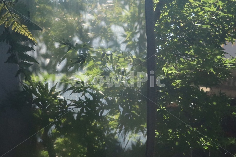 감성,나무,빛,단풍나무,감성사진,nature,tree,식물,자연,plants,nature