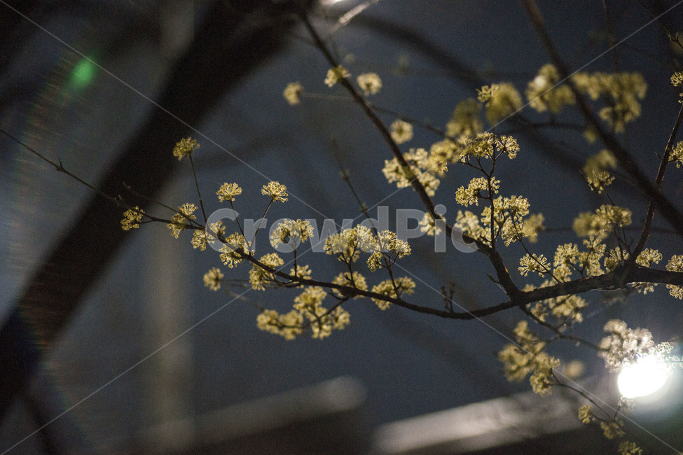 봄,꽃,봄꽃,산수유,밤,봄,계절,spring,season,야경,밤,풍경,nightscape,night,landscape,식물,자연,plants,nature,꽃,flower,plant,blossom
