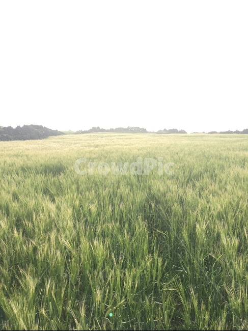 청보리,봄,자연,땅,보리,자연,풍경,nature,landscape,plant,식물,grass,잔디