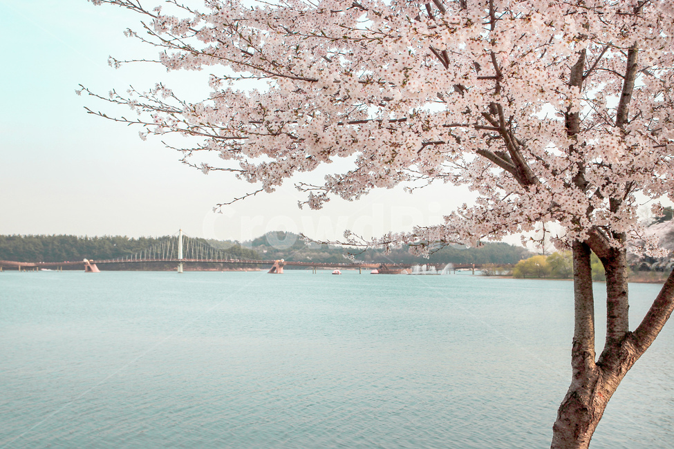 벚꽃,blossom,꽃,flower,cheeryblossom,자연,nature,flowers,풍경,봄,계절,spring,season
