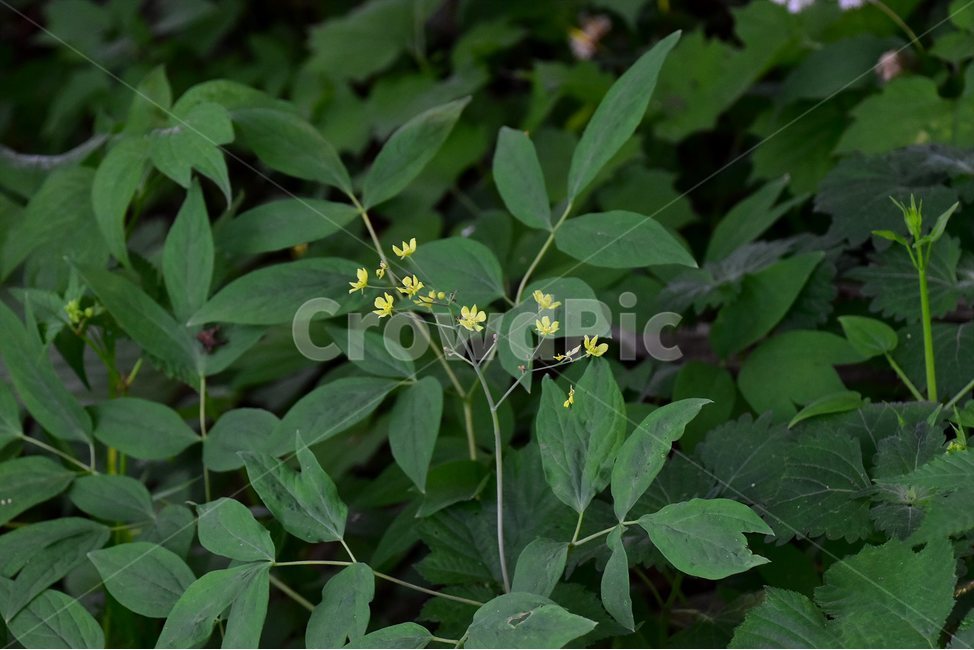 꿩의다리아재비,야생화,꽃,식물,자연,생태,플라워,flower,plants,nature,식물,자연,plants,nature,꽃,flower