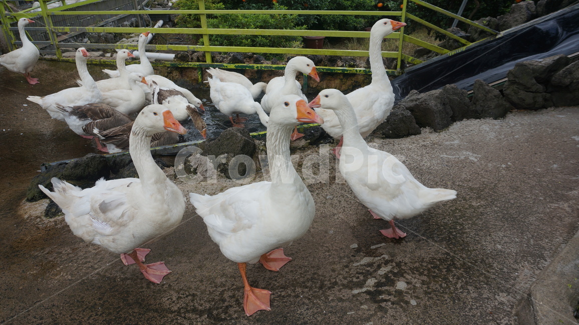 fowl,bird,새,poultry,가금류,animal,동물,goose,거위,동물,animal,조류,새,birds