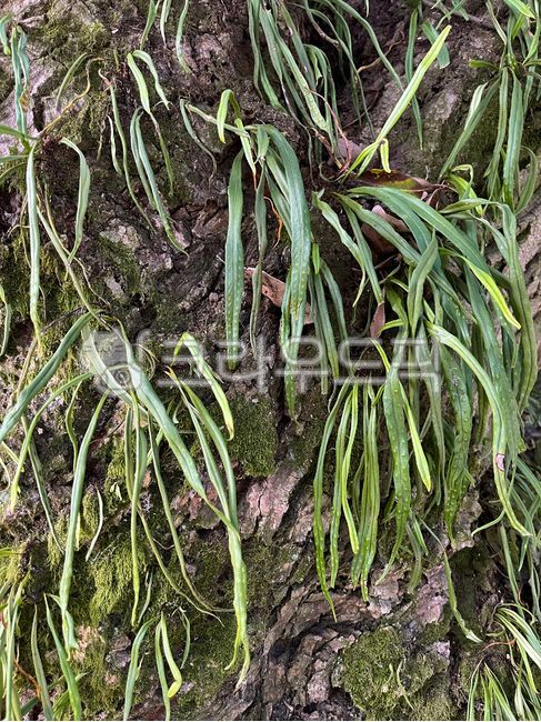 Leaf,plant,orchid family,bracken,moss,tree,ecology,nature,green leaf,leaf,medicinal herb,fern