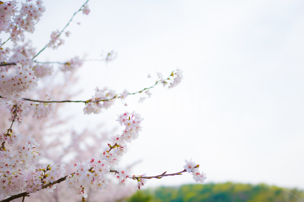 벚꽃,봄,계절,자연,봄벚꽃,봄,계절,spring,season,plant,식물,flower,꽃,blossom