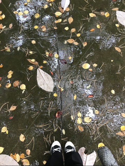 가을,낙엽,희망적인,촉촉한,우수,맑은하늘,외로움,가을,계절,fall,autumn,season,tree,나무,ornament,장식,plant,식물,christmas tree,크리스마스 트리