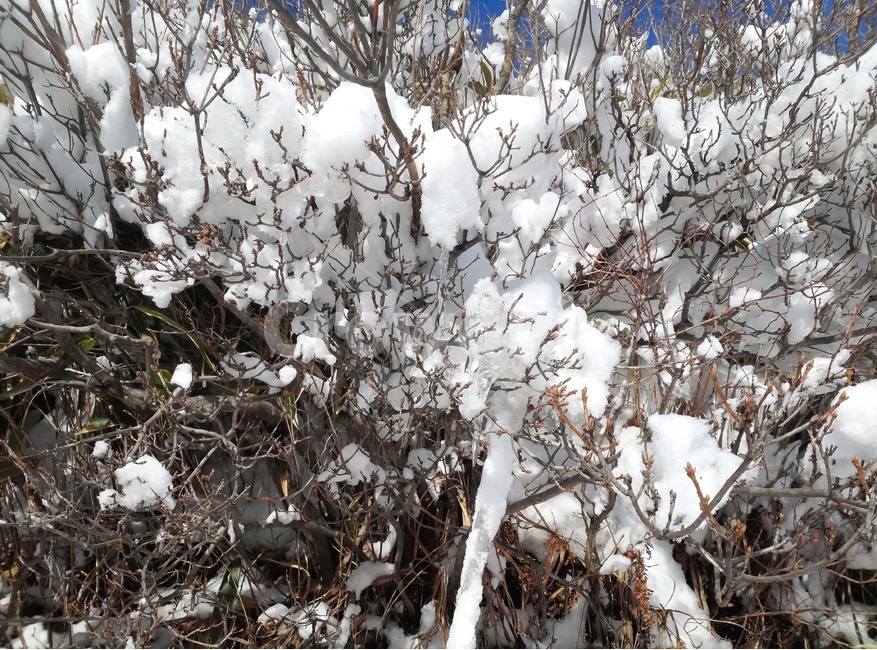 상고대,얼음,눈,자연,겨울,겨울,계절,winter,season