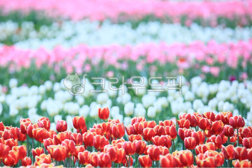 pink,Tulip,flower garden,out of focus,spring flowers,spring,season,blossom,nature,Color,tulip,flower,flower jar,outdoor,Red,outdoors,plant,colorful