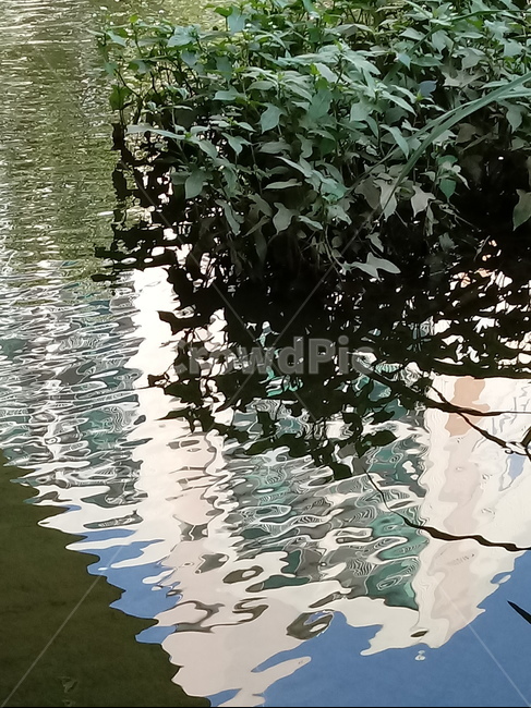 자연,nature,개울,stream,물,수초,냇가,시냇물,실개천,water,자연,풍경,nature,landscape,outdoors,옥외