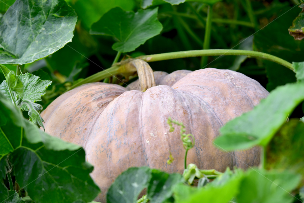 호박,호박잎,큰잎,늙은호박,큰호박,누런호박,호박열매,식물,pumpkin,flower,plant,leaf,식물,자연,plants,nature,과일,열매,fruit