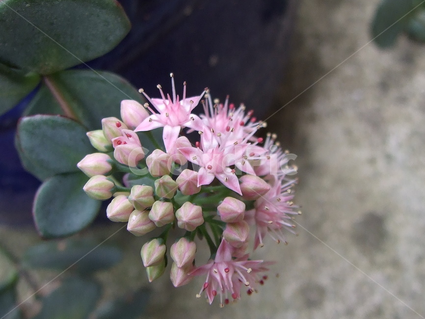 꽃,식물,꽃잎,flower,핑크꽃,식물,자연,plants,nature,꽃,flower
