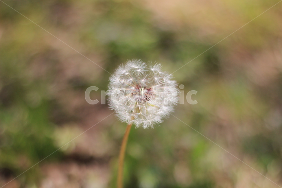 봄,민들레,spring,dandelion,희망,꽃,봄,계절,spring,season,식물,자연,plants,nature,꽃,flower,plant,blossom