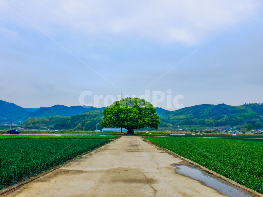 자연풍경,풍경,감성사진,감성,나무,하늘,구름,산,느티나무,합천,계절,여름,아침,그늘,나홀로나무,외톨이나무,길,시골,자연,시즌,먹구름,sky,tree,zelkovatree,논,녹색,초록색,색감,가을,시골,마을,풍경,landscape,country,rural,town