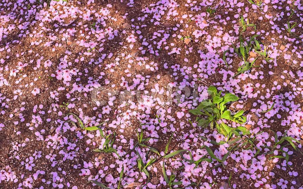 벚꽃,벚꽃잎,낙화,꽃잎,봄배경,야외,옥외,배경,패턴,백그라운드,아웃도어,plant,식물,blossom,꽃,flower,분홍색꽃,핑크색,pink,늦봄,벚꽃엔딩,꽃길,새순,새잎,새싹,그린,초록색,녹색,ground,바닥