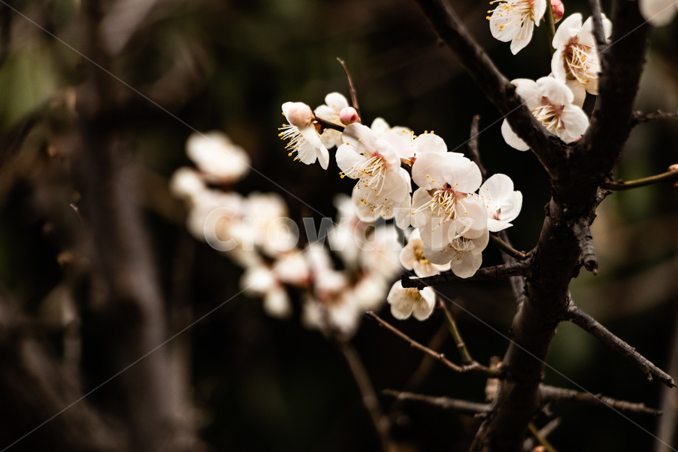 매화,매화꽃,매실꽃,백매화,흰매화,봄,계절,spring,season,식물,자연,plants,nature,꽃,flower,plant
