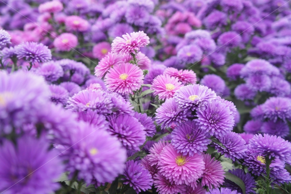 꽃,국화,보라색,자연,식물,식물,자연,plants,nature,꽃,flower