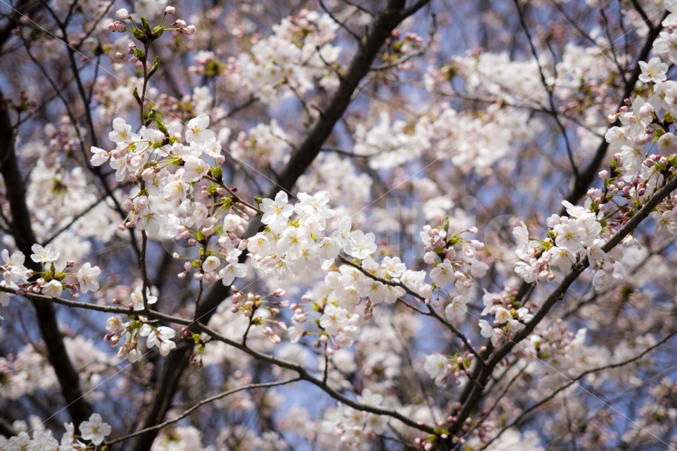 벚꽃,꽃,봄,cherryblossom,flower,식물,자연,plants,nature,봄,계절,spring,season,꽃,flower,plant,blossom
