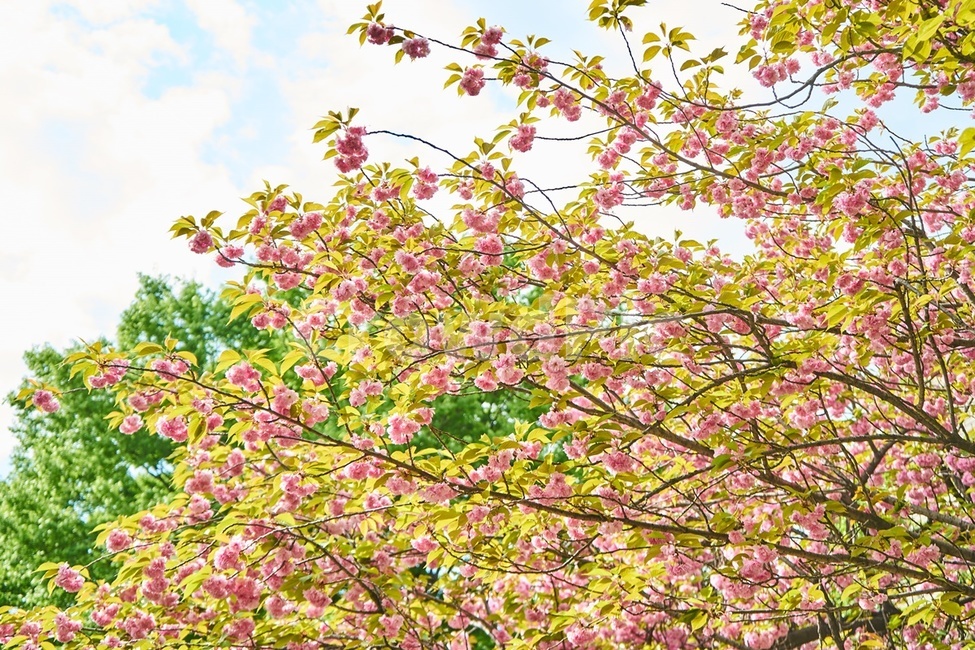 겹벚꽃,봄,핑크,꽃,cherryblossom,감성,spring