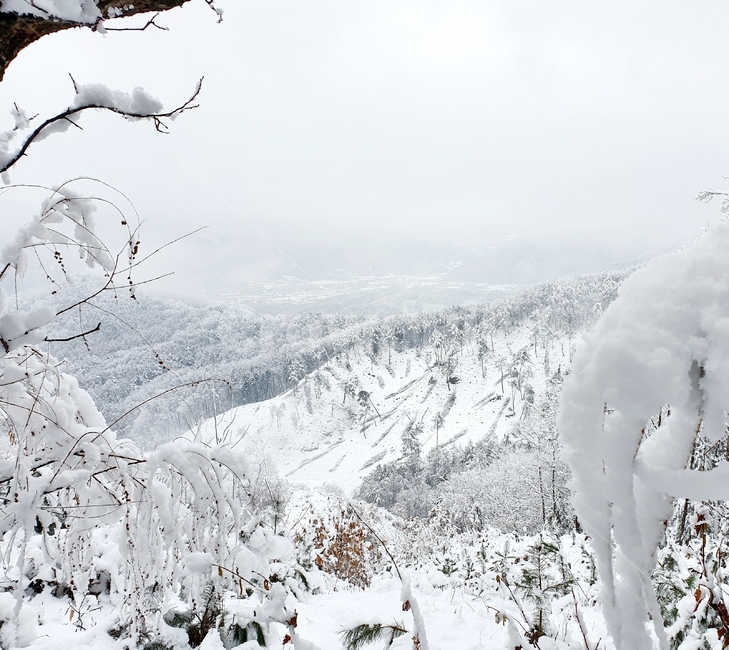 산,눈,나무,숲,겨울