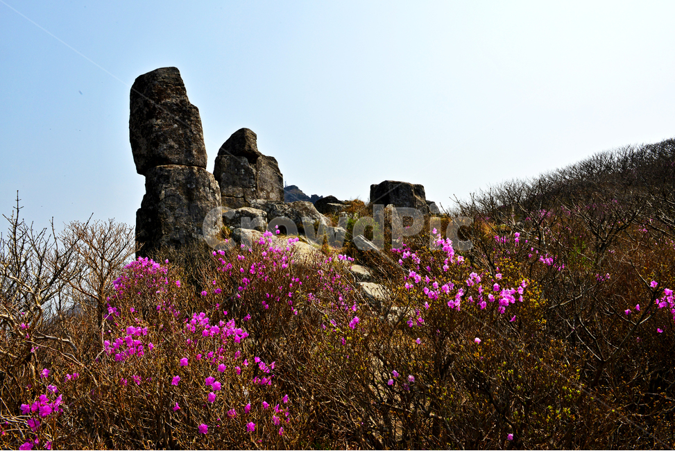 광주,무등산,무등산봄,서석대,입석대,주상절리대,철쭉꽃,철쭉,봄,계절,꽃,만개,flower,plant,식물,blossom,outdoors,옥외,자연,경치,경관,풍경