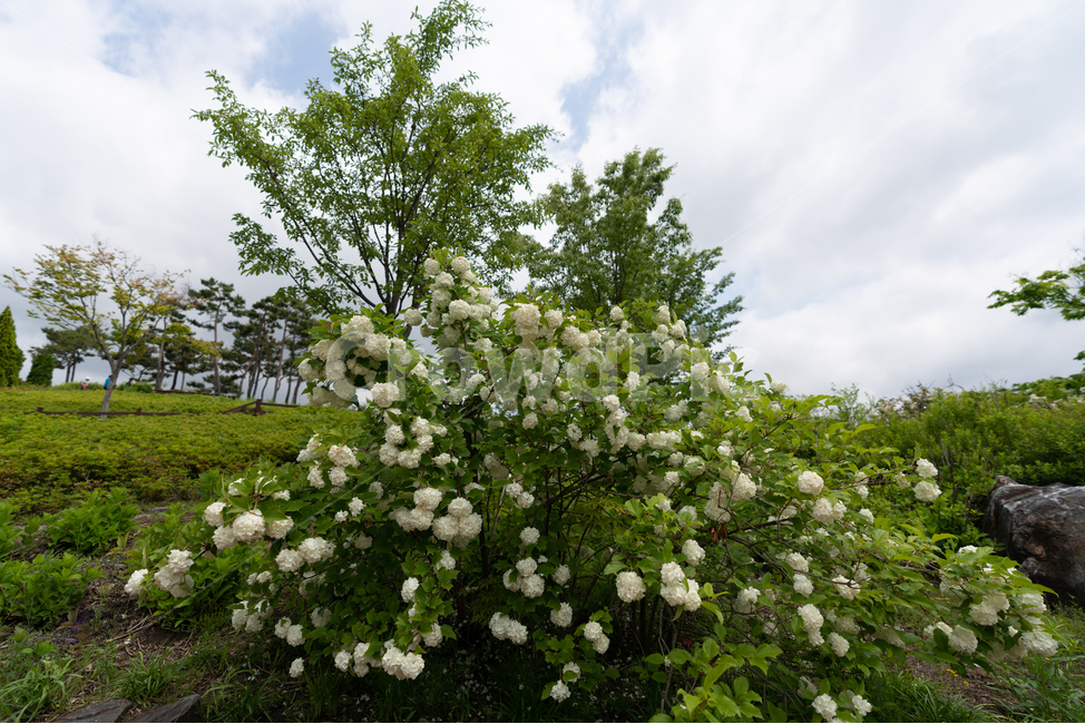 나무,tree,하늘,cloud,구름,sky,식물,자연,plants,nature,꽃,flower