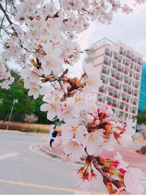 cherryblossom,벚꽃,풍경,봄,spring,season,자연,봄,계절,spring,season,plant,식물,blossom,꽃,flower