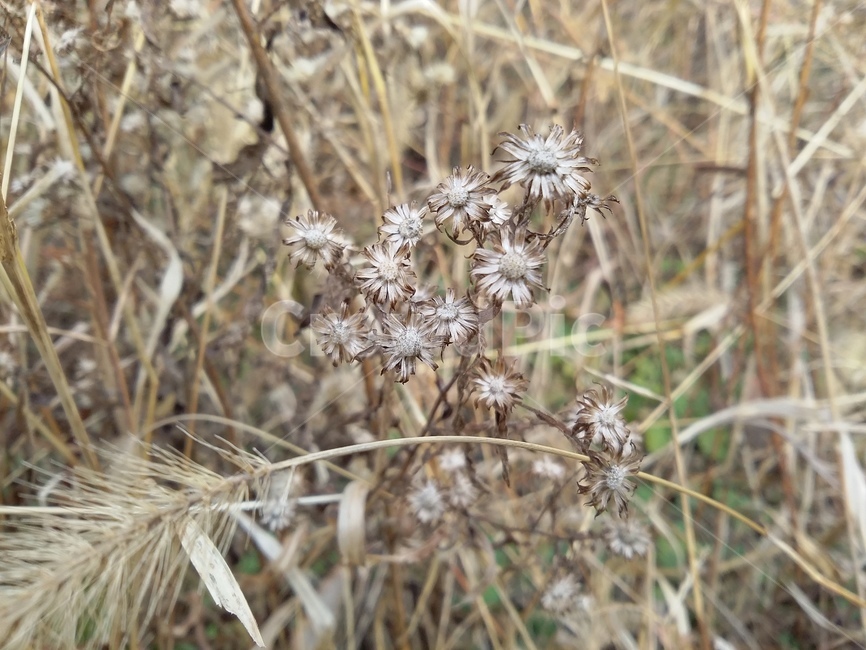 plant,식물,꽃,자연,가을