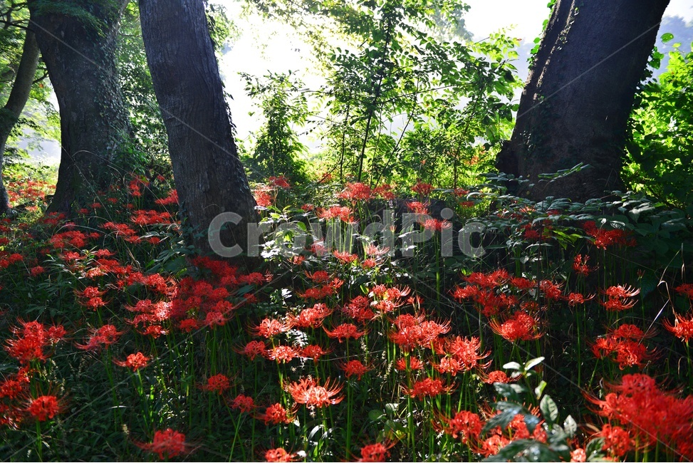 outdoors,옥외,leaf,잎,tree,나무,treetrunk,나무줄기,plant,식물,flower,blossom,꽃,고창,선운사,상사화,꽃무릇,만개,아침