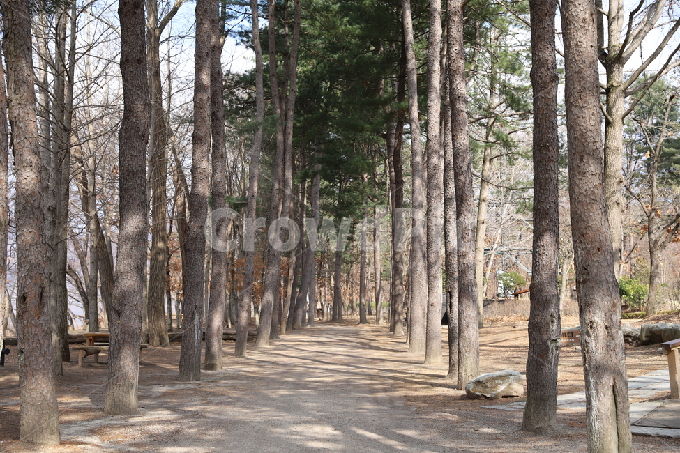 plant,식물,tree,나무,treetrunk