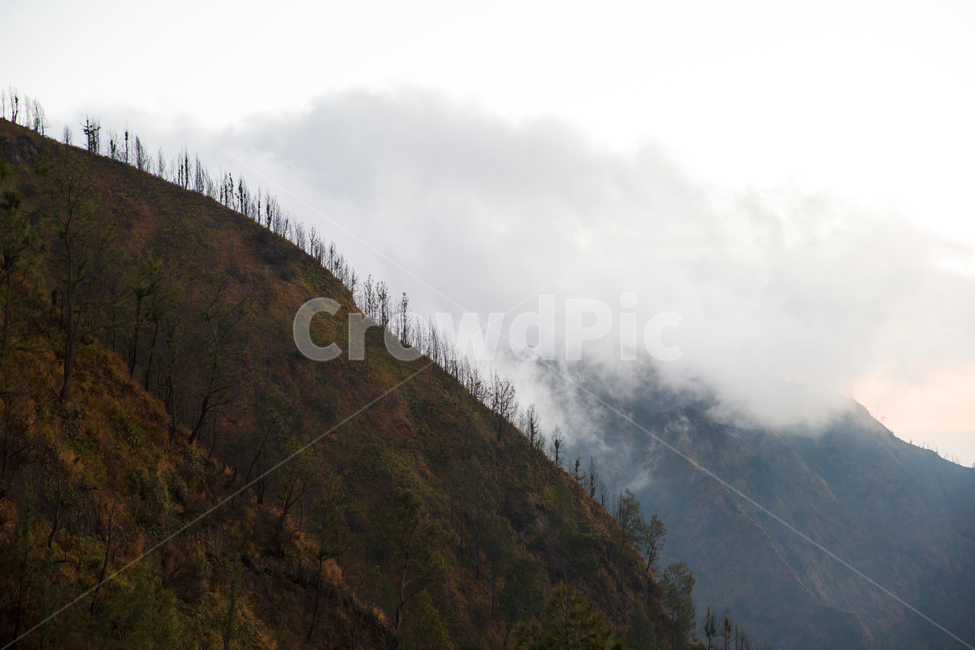 인도네시아,세계,bromo,volcano,브로모,풍경,자연,nature,slope,경사,plant,식물,tree,나무