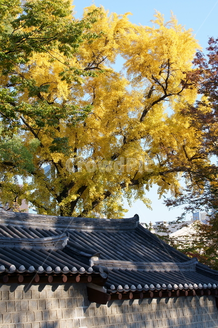 가을,궁궐,낙엽,기와,전통,단풍,koreatraditional,koreapalace,autumn,koreaautumn,autumnleaves,nature,colorful