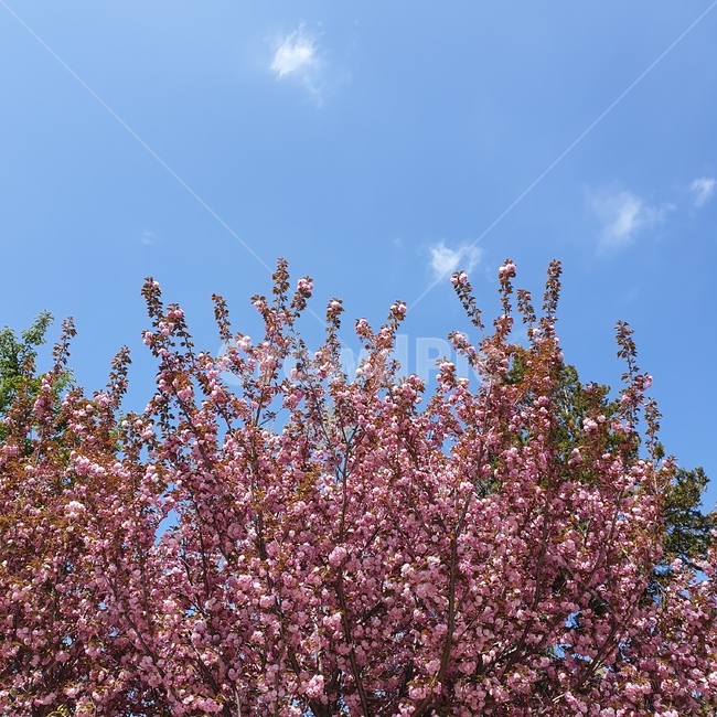 봄,벚꽃,겹벚꽃,왕벚꽃,cherryblossom,season,spring,flower,nature,식물,자연,plants,nature,꽃,flower