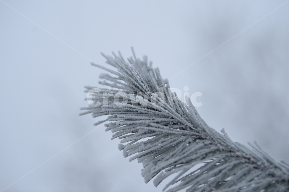 풍경,눈,눈꽃,자연,나무,겨울,솔잎,겨울,계절,winter,season,식물,자연,plants,nature