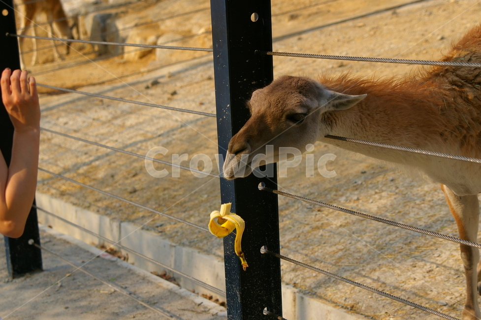 동물,포유류,라마,초식동물,라마얼굴,클로즈업,동물,animal,포유류,mammal