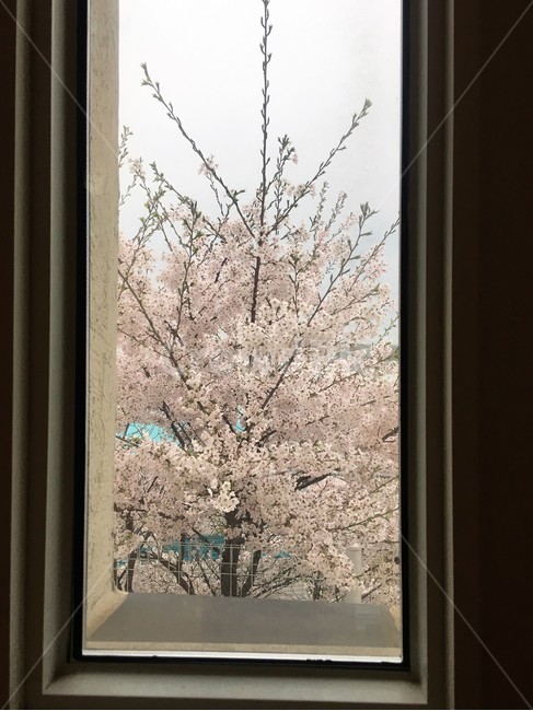 봄풍경,벚꽃,감성,창문,봄,봄,계절,spring,season,식물,자연,plants,nature,꽃,flower,plant