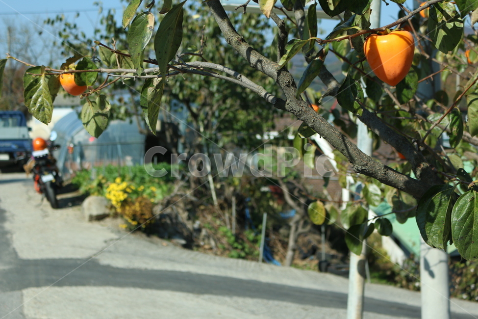 가을,늦가을,감나무,감,까치밥,주황색,식물,자연,plants,nature,과일,열매,fruit
