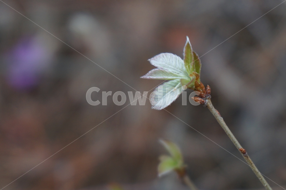 봄,3월,새순,녹색,진달래꽃나무,잎,4월,봄,계절,spring,season,식물,자연,plants,nature,꽃,flower,plant
