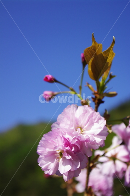 철쭉,식물,plant,자연,nature,꽃,flower,계절,봄,spring,식물,자연,plants,nature,꽃,flower