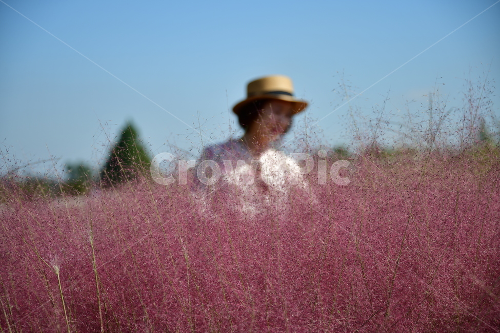 갈대,붉은갈대,핑크뮬리,가을,핑크,분홍,가을,계절,fall,autumn,season,hat,모자