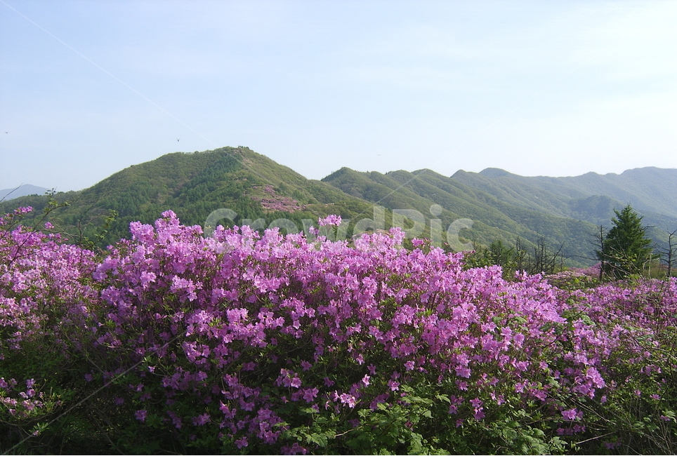 지리산,바래봉,철쭉,서북능선,바래봉철쭉제,봄,계절,spring,season,자연,풍경,nature,landscape,한국자연풍경,한국자연경관,korea nature landscape,outdoors,옥외