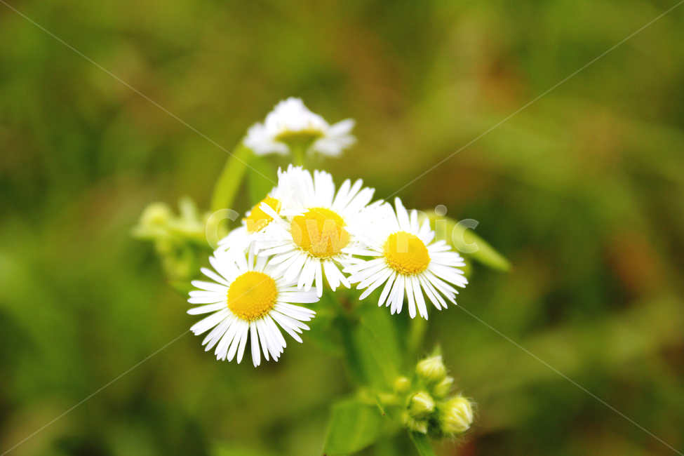plant,식물,flower,blossom,꽃,망촛대,계란꽃,natrue,식물,자연,plants,nature,꽃,flower