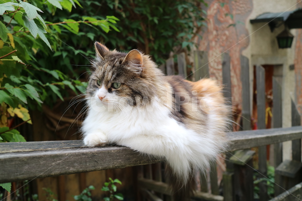 고양이,동물,cat,애완동물,animal,동물,animal,포유류,mammal,고양이,cat,kitten,kitty