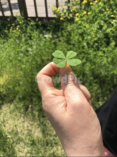 네잎클로버,행운,행복,풀,자연,luck,nature,plant,happiness,fourleafclover,clover,leaf,finger