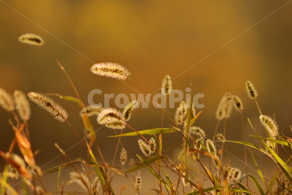 가을,가을배경,강아지풀,들꽃,들풀,가을분위기,가을서정,가을감성,잡초,plant,flowers,background,season,식물,autumn,fall,feeling,sensible,emotional,10월,11월,풍경,배경,바탕,백그라운드,해질무렵