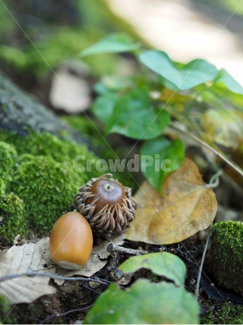 도토리,숲,녹색,배경,가을,자연,한국,이끼,acorn,forest,green,background,autumn,nature,korea,koreanacorn,moss,food,음식,과일,열매,fruit