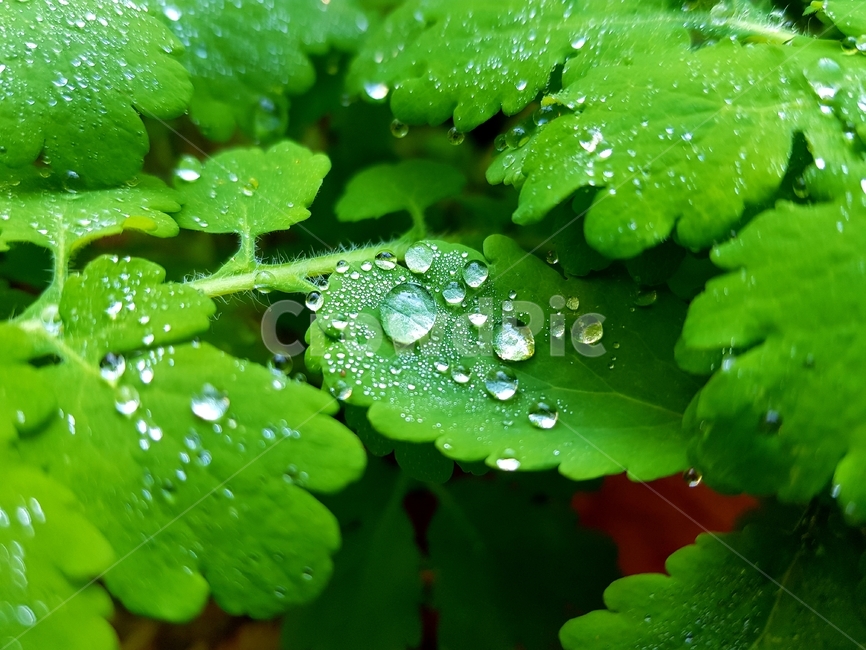 식물,잎,작은물방울,plant,leaf
