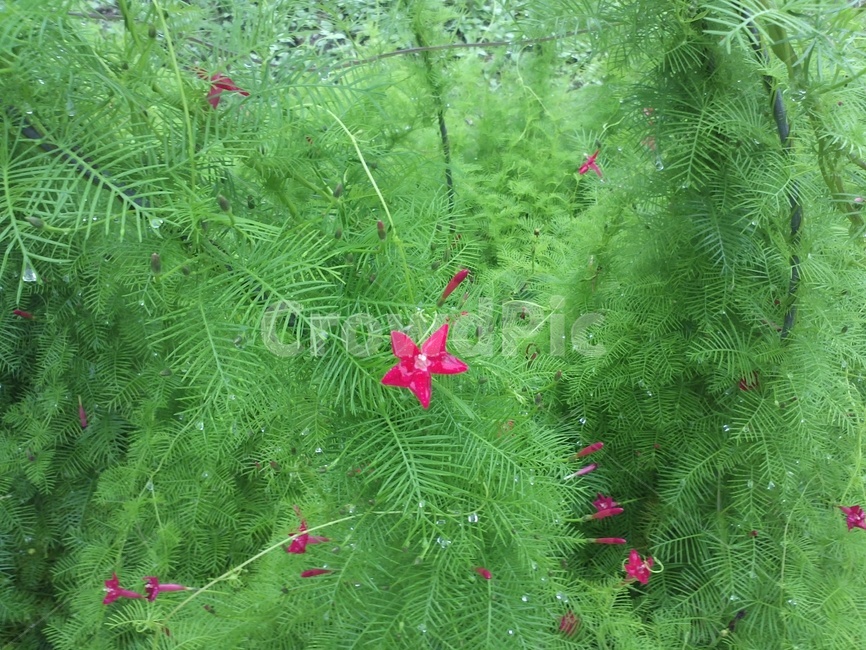 유홍초,누홍초,금풍모,새깃유홍초,덩굴식물,관상용,빨간색꽃,식물,자연,plants,nature,꽃,flower