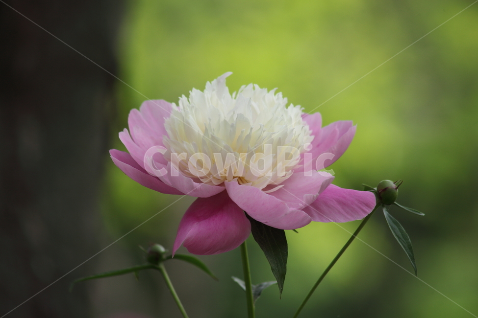 작약,꽃,봄,약용식물,peonyroot